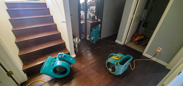 Best Mold removal after water damage  in Webster, TX