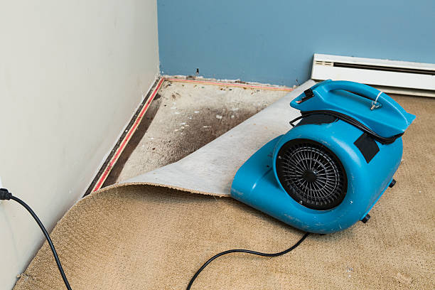 Best Local water damage restoration  in Webster, TX